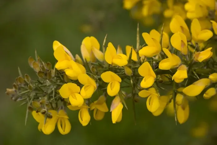 Framed Print : Common gorse (Ulex europaeus), in flower, Dorset Framed Print : Common gorse (Ulex europaeus), in flower, Dorset