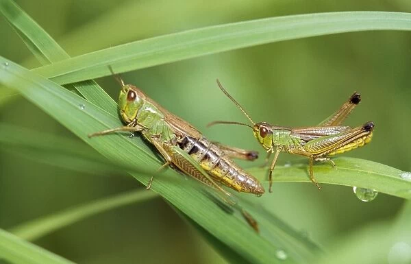 Common Grasshopper - imago & nymph