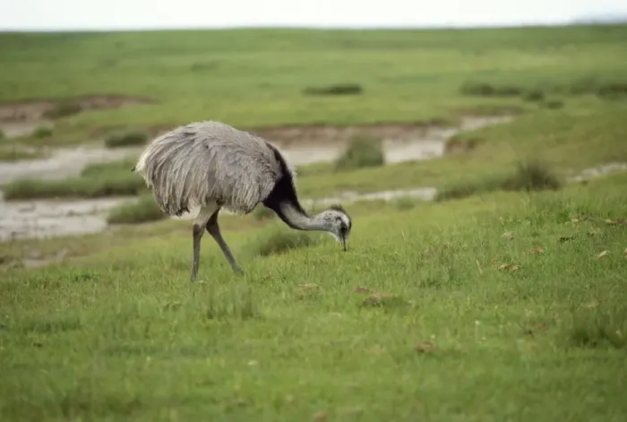 Framed Print : Common / Greater Rhea Framed Print : Common / Greater Rhea