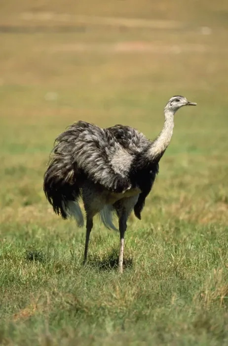 Framed Print : Common / Greater Rhea South America Framed Print : Common / Greater Rhea South America