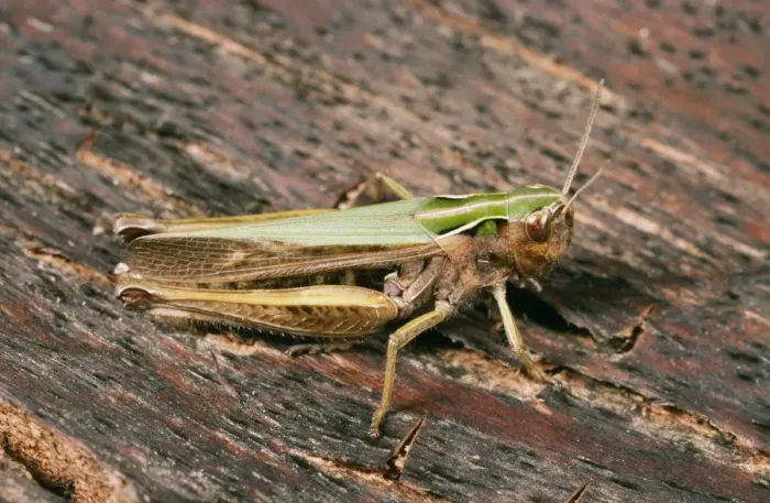 Framed Print : Common Green Grasshopper Framed Print : Common Green Grasshopper