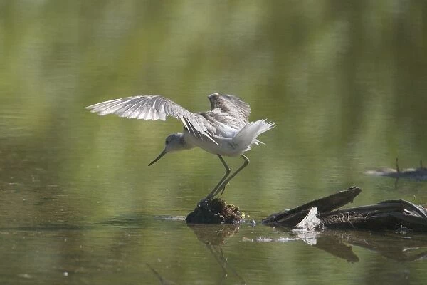 Common Greenshank - Migrant to the Southern Hemisphere during the northern winter. This bird on a small brackish lake on West Island Cocos (Keeling) Islands, Indian Ocean in November. Note moulting secondaries