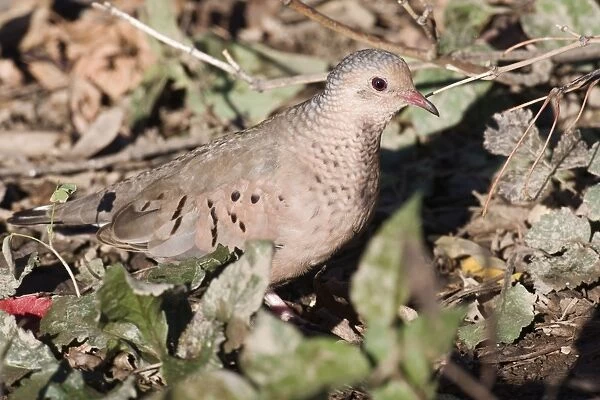Common Ground Dove. East Haven, CT, USA