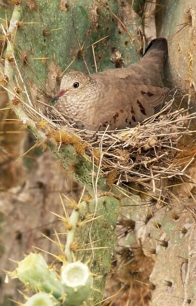 Common Ground Dove On nest in cactus, Texas, USA