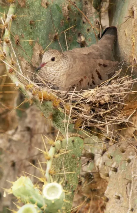 Framed Print : Common Ground Dove On nest in cactus, Texas, USA Framed Print : Common Ground Dove On nest in cactus, Texas, USA
