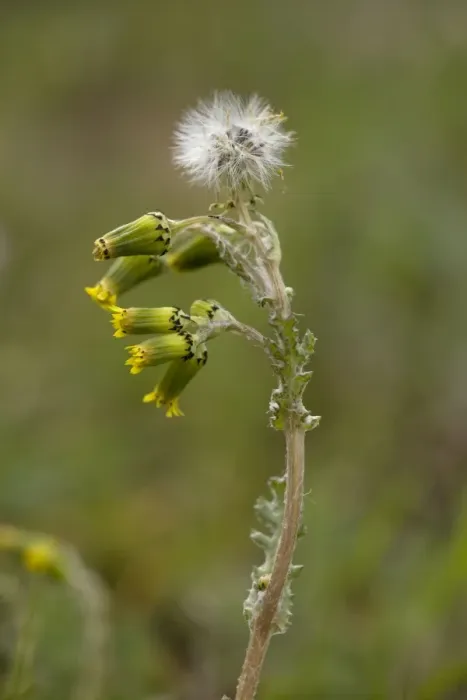 Framed Print : Common groundsel, in flower and fruit Framed Print : Common groundsel, in flower and fruit