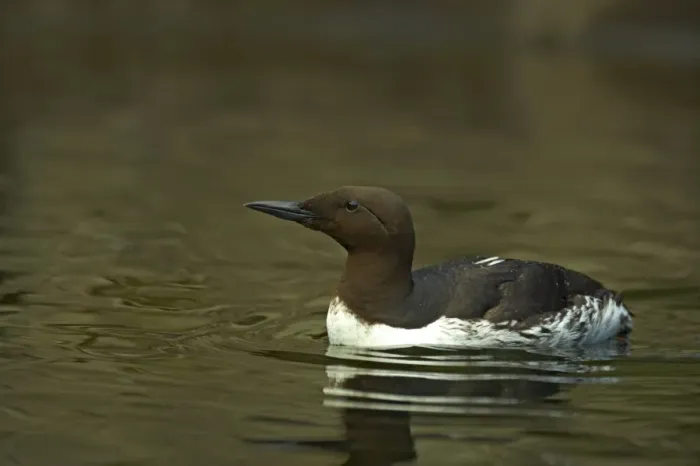 Framed Print : Common Guillemot (Common Murre in USA) Oregon Coast, USA BI003261