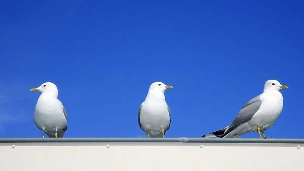 Common Gull - 3 birds on house roof, Texel, Holland