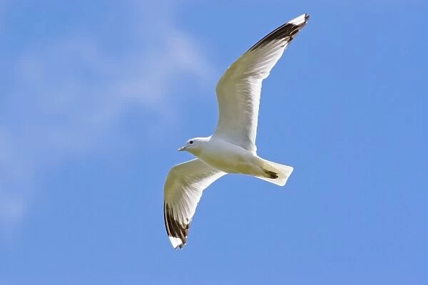 Common Gull - adult in flight against blue sky, Suffolk, England, UK