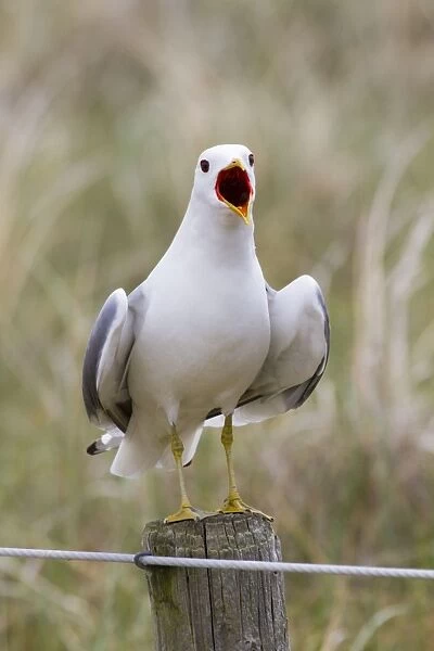Common Gull - calling - Texel - Netherlands