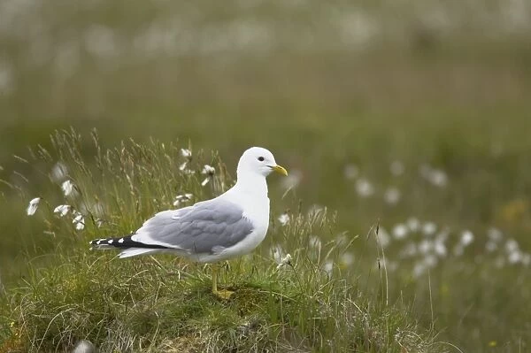 Common Gull - Amongst cotton grass Shetland Mainland, UK BI010328