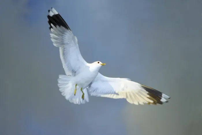 Framed Print : Common Gull - in flight, Texel, Holland