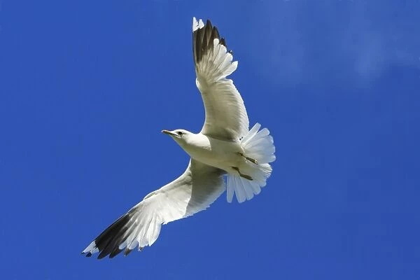 Common Gull - in flight, Texel, Holland