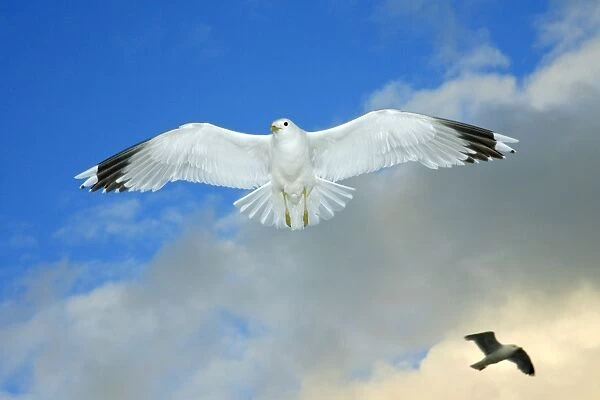 Common Gull - in flight, Texel, Holland