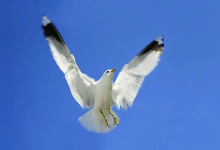 Framed Print : Common Gull - in flight, Texel, Holland Framed Print : Common Gull - in flight, Texel, Holland
