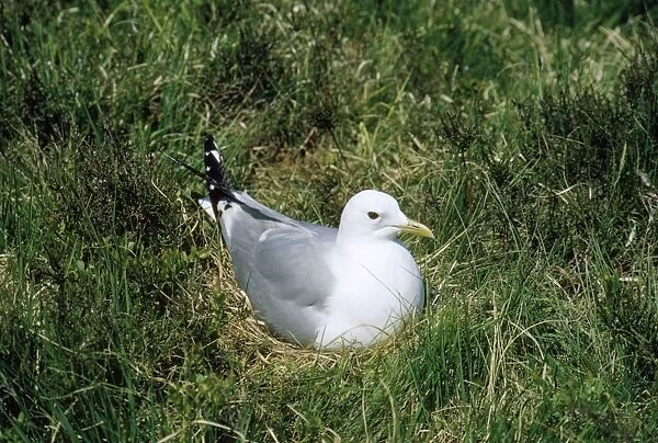 Common Gull - incubating - Scotland