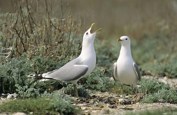 Common Gull - pair courtship displaying