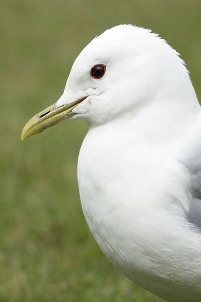 Common Gull - portrait, Island of Texel, Holland