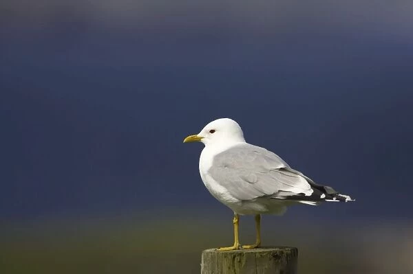 Common Gull - On Post Yell, Shetland, UK BI010327
