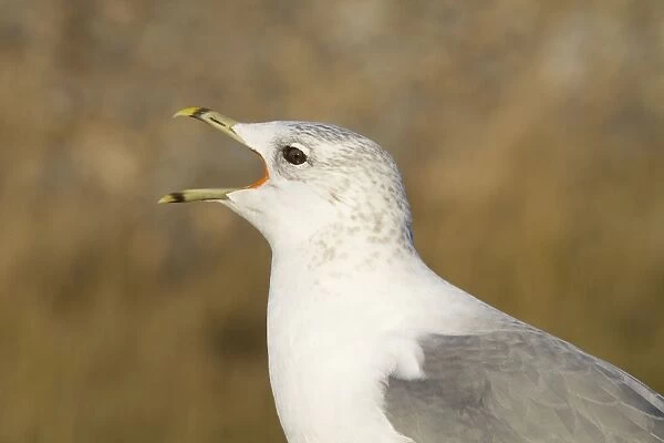 Common Gull - Side profile of adult calling. Norfolk, UK