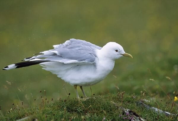Common Gull - shaking feathers