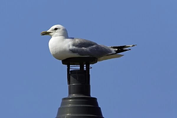 Common Gull-sitting on chimney, Northumberland UK
