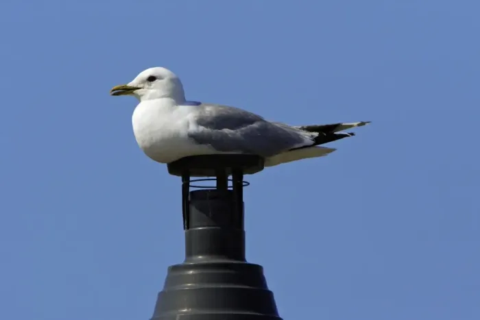 Framed Print : Common Gull-sitting on chimney, Northumberland UK