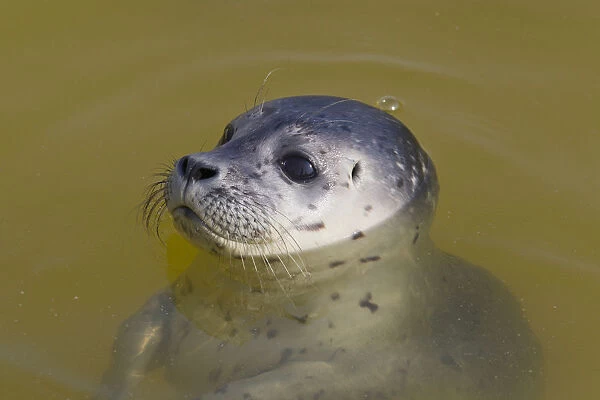 Common  /  Habour Seal - portrait - Wadden Sea, Germany