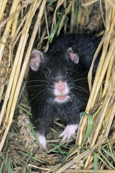Common Hamster - black variation, Lower Saxony, Germany