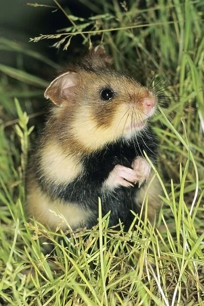 Common Hamster - In grass - Lower Saxony, Germany