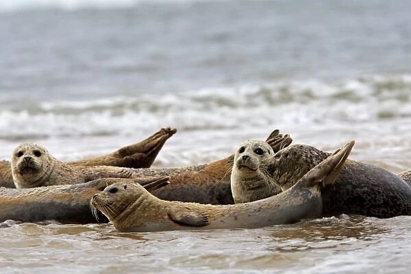 Common  /  Harbour Seal. Pensthorpe - Norfolk - UK