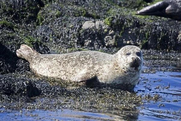 Common  /  Harbour seal - sunbathing off Isle of Mull, Scotland, UK