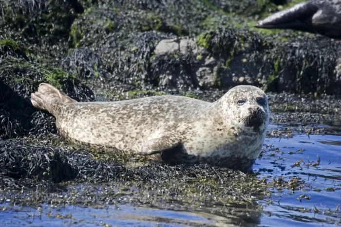 Framed Print : Common / Harbour seal - sunbathing off Isle of Mull, Scotland, UK Framed Print : Common / Harbour seal - sunbathing off Isle of Mull, Scotland, UK