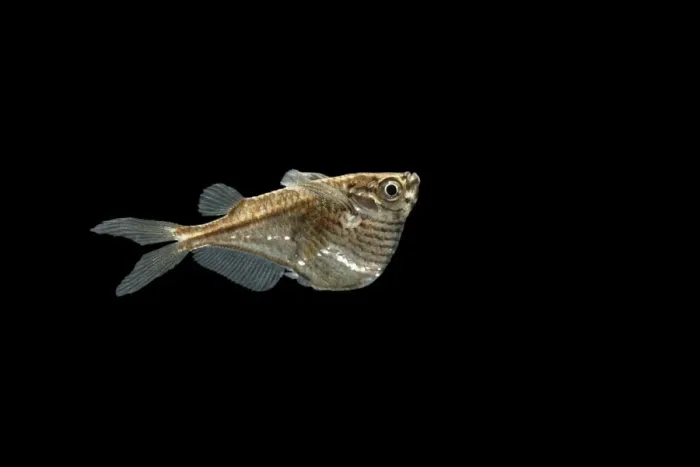 Framed Print : Common hatchetfish Distribution: South America Framed Print : Common hatchetfish Distribution: South America