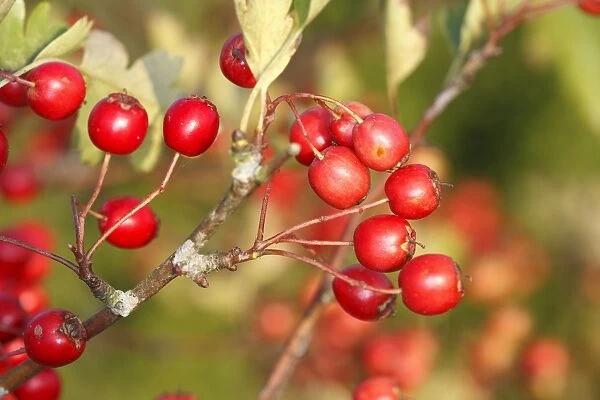 Common Hawthorn - with berries. France