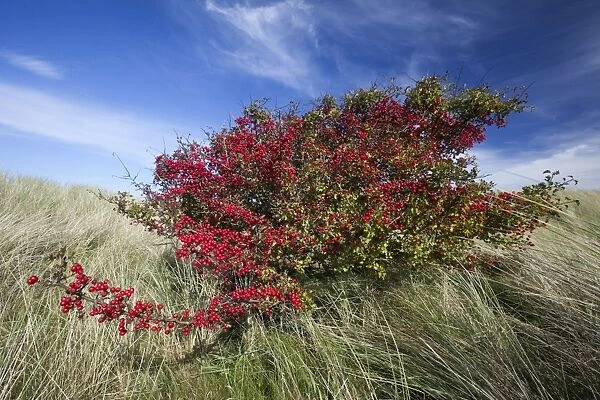 Common Hawthorn - bush full of ripened berries - Northumberland - England