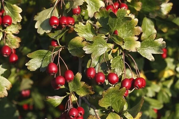 Common Hawthorn - with fruit