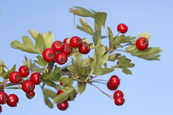 Common Hawthorn - with fruit. Alsace - France
