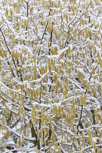 Common Hazel - catkins covered in snow - Lower Saxony - Germany