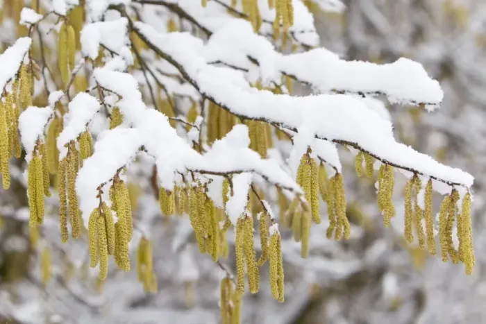 Framed Print : Common Hazel - catkins covered in snow - Lower Saxony - Germany Framed Print : Common Hazel - catkins covered in snow - Lower Saxony - Germany