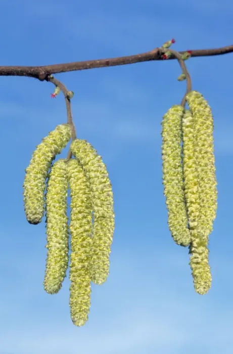 Framed Print : Common Hazel Tree - catkins Framed Print : Common Hazel Tree - catkins