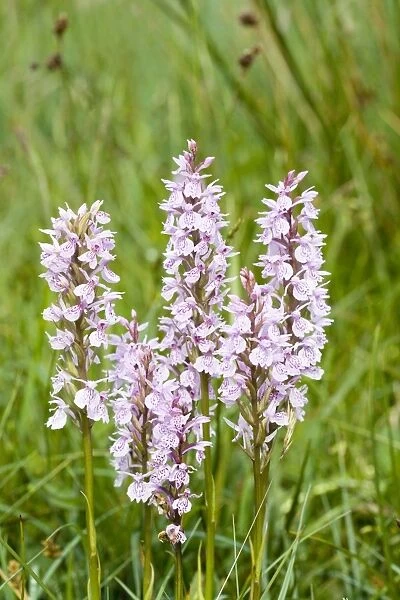 Common  /  Heath Spotted Orchids in damp meadow (probably hybrid) Norfolk UK