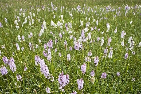 Common and Heath Spotted Orchids in damp meadow Norfolk UK Dactylorhiza fuchsii and Dactylorhiza maculata
