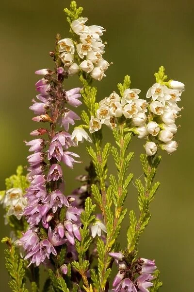 Common heather, or ling, in flower, with normal and white forms