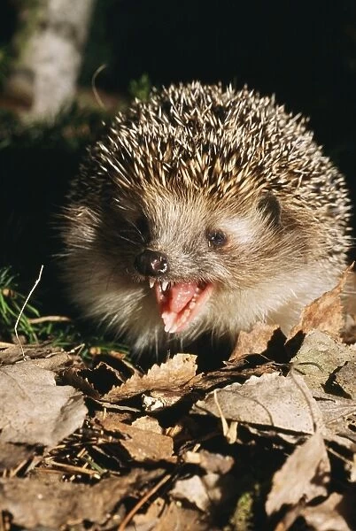 Common Hedgehog - calling