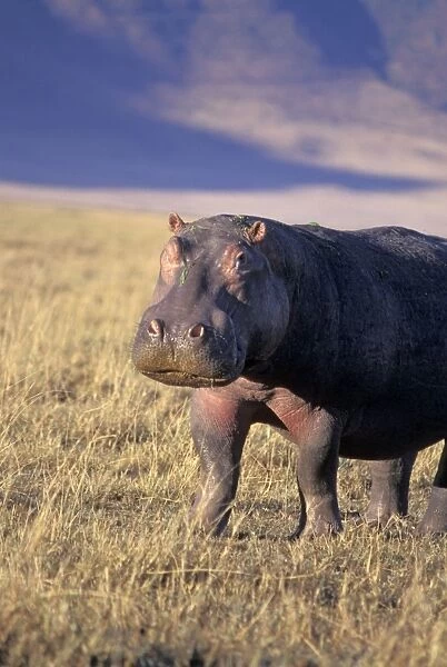 Common Hippopotamus - adult - Ngorongoro Conservation Area - Tanzania