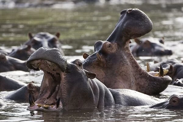 Common Hippopotamus Serengeti National Park, Tanzania