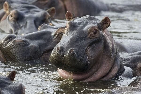 Common Hippopotamus Serengeti National Park, Tanzania