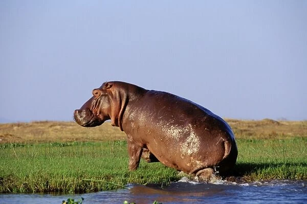 Common Hippopotamus TOM 585 Along the Zambezi River, Mana Pools National Park, Zimbabwe. Hippopotamus amphibius © Tom & Pat Leeson  /  ardea. com