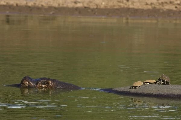 Common Hippopotamus - in water with terrapins resting on hippo's back - Maasai Mara Reserve - Kenya